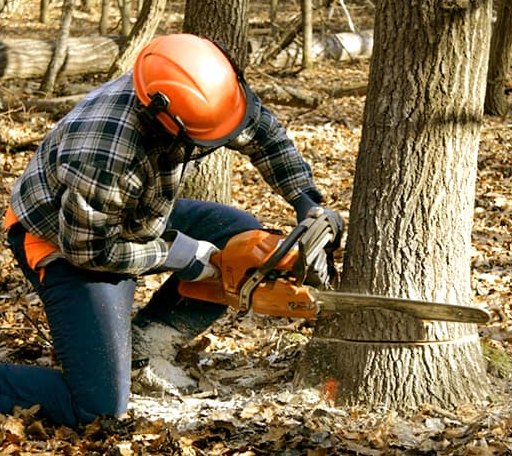 Tree Removal in Fraser, MI